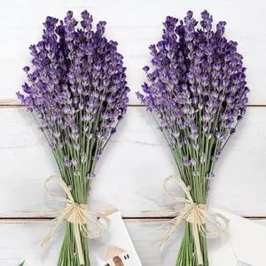 350 Stems 2 Bundles Dried Lavender Flowers, 17" Natural Purple Flowers Bouquet, 4.24oz(120g) Dried Lavender Stems for Wedding Home Fragrance Vase Crafts Decor DIY Projects 350 Stems 2 Bundles Dried Lavender Flowers, 17" Natural Purple Flowers Bouquet, 4.24oz(120g) Dried Lavender Stems for Wedding Home Fragrance Vase Crafts Decor DIY Projects