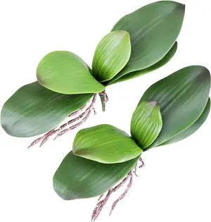 Fnize Orchid Leaves Artificial Phalaenopsis Stems Leaf Real Touch 8" 2pcs Fnize Orchid Leaves Artificial Phalaenopsis Stems Leaf Real Touch 8" 2pcs