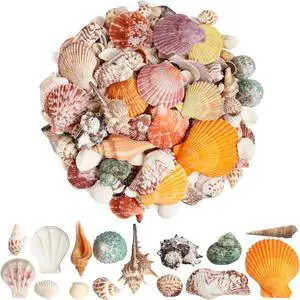 Mixed Sea Shells 250 g Shells Various Size up to 2.5 in Seashells Bulk with Box Shells for Crafts,Tank Vase Filler,Beach Theme Party,Home Decor,Resin Decoration(60-70 pcs) Mixed Sea Shells 250 g Shells Various Size up to 2.5 in Seashells Bulk with Box Shells for Crafts,Tank Vase Filler,Beach Theme Party,Home Decor,Resin Decoration(60-70 pcs)