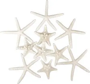 Jangostor 12 PCS Starfish 2-6 Inch Mixed Starfish Natural Seashells Starfish Star Fish Shells Decorations Perfect for Wedding Decor Beach Theme Party, Home Decorations, DIY Crafts, Fish Tank Jangostor 12 PCS Starfish 2-6 Inch Mixed Starfish Natural Seashells Starfish Star Fish Shells Decorations Perfect for Wedding Decor Beach Theme Party, Home Decorations, DIY Crafts, Fish Tank