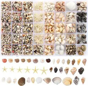 Zefy 23 Types Small Sea Shells for Crafts, 1200 Pcs Tiny Seashells Zefy 23 Types Small Sea Shells for Crafts, 1200 Pcs Tiny Seashells