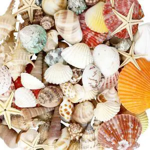 WEOXPR Mixed Sea Shells, 100+ Pcs Beach Seashells Starfish, Various Sizes Ocean Seashells for Fish Tank Vase Fillers, Beach Theme Party Wedding Decor, Candle Making, DIY Crafts WEOXPR Mixed Sea Shells, 100+ Pcs Beach Seashells Starfish, Various Sizes Ocean Seashells for Fish Tank Vase Fillers, Beach Theme Party Wedding Decor, Candle Making, DIY Crafts