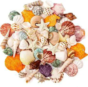 Mixed Ocean Seashells Set, 15 Kinds Natural Seashell & Starfish Mixed Ocean Seashells Set, 15 Kinds Natural Seashell & Starfish