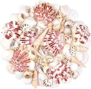 Natural Sea Shell Mixed Ocean Shells Set for DIY Crafts, Beach Themed Decor Natural Sea Shell Mixed Ocean Shells Set for DIY Crafts, Beach Themed Decor