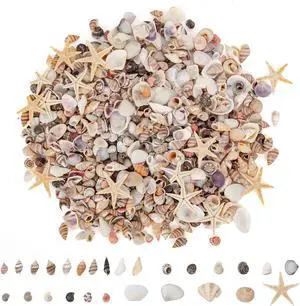 JQAQJU 1000 PCS Tiny Sea Shells & Small Starfish Mixed Shells for Crafts JQAQJU 1000 PCS Tiny Sea Shells & Small Starfish Mixed Shells for Crafts
