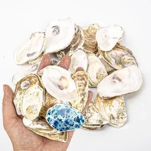 QICQDRAM 20PCS Flat Oyster Shells for Crafts 2-3" Small Natural Seashells QICQDRAM 20PCS Flat Oyster Shells for Crafts 2-3" Small Natural Seashells