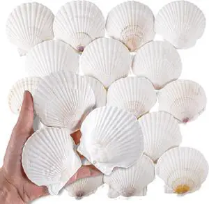 PPCLION 30 PCS 2.5-3 Inch Natural White Scallop Shells Sea Shells for DIY Craft Home Décor PPCLION 30 PCS 2.5-3 Inch Natural White Scallop Shells Sea Shells for DIY Craft Home Décor