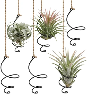 Thrymme 6 Pcs Air Plant Hanger, Airplant Plant Holder Set with Jute Rope - Black Iron Hanging Display for Tillandsia, Home & Office Decor Thrymme 6 Pcs Air Plant Hanger, Airplant Plant Holder Set with Jute Rope - Black Iron Hanging Display for Tillandsia, Home & Office Decor