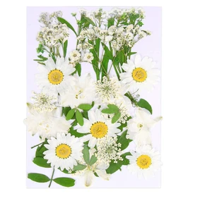 Augshy White Dried Pressed Flowers,Real Natural Dried Flowers Colorful Pressed Flowers for Resin Mold Jewelry Art Craft DIY Augshy White Dried Pressed Flowers,Real Natural Dried Flowers Colorful Pressed Flowers for Resin Mold Jewelry Art Craft DIY