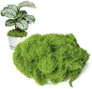 50g/1.76oz Fake Moss for Crafts, Light Green Plants Indoor, DIY Decorative Moss for Fairy Garden Floral Wedding Model Making Glass Containers Home 50g/1.76oz Fake Moss for Crafts, Light Green Plants Indoor, DIY Decorative Moss for Fairy Garden Floral Wedding Model Making Glass Containers Home