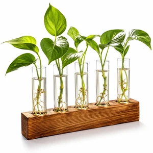 Plant Propagation Station, Plant Terrarium with Wooden Stand | Plants Pots for Hydroponics, Small Birthday Gardening Gifts for Women Mom Plants Lovers Unique - 5 Glass Test Tubes Vases Plant Propagation Station, Plant Terrarium with Wooden Stand | Plants Pots for Hydroponics, Small Birthday Gardening Gifts for Women Mom Plants Lovers Unique - 5 Glass Test Tubes Vases