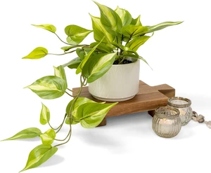 Light Green Fake pothos Plant Light Green Fake pothos Plant