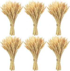 600 Stems Natural Dried Wheat Stalks, 18 inches Dried Wheat Grass Bundle Wheat Sheaves Wreath for Flowers Arrangement Wedding Table Centerpieces Home Kitchen Office DIY Party Décor 600 Stems Natural Dried Wheat Stalks, 18 inches Dried Wheat Grass Bundle Wheat Sheaves Wreath for Flowers Arrangement Wedding Table Centerpieces Home Kitchen Office DIY Party Décor