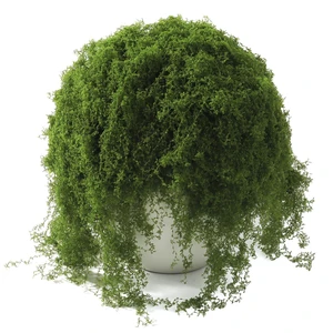 Fake Moss for Potted Plants Indoor, 7oz Artificial Turf Grass for Crafts, Fairy Gardens, Dioramas, Terrariums, Dollhouses, Model, Miniature, Centerpieces, Party Table Decorations(Dark Green) Fake Moss for Potted Plants Indoor, 7oz Artificial Turf Grass for Crafts, Fairy Gardens, Dioramas, Terrariums, Dollhouses, Model, Miniature, Centerpieces, Party Table Decorations(Dark Green)