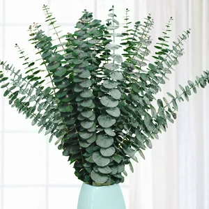 20 Pcs Preserved Dried Eucalyptus Stems, Eucalyptus Branches for Shower | 17" Natural Fresh Eucalyptus Real Plant for Vase Filler, Dried Flowers Arrangement, Floral Home Decor 20 Pcs Preserved Dried Eucalyptus Stems, Eucalyptus Branches for Shower | 17" Natural Fresh Eucalyptus Real Plant for Vase Filler, Dried Flowers Arrangement, Floral Home Decor