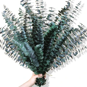 30PCS Dried Eucalyptus Stems Shower Bundle, Real Eucalyptus Plant | 17'' Preserved eucalyptus branches for shower steam, vase fillers, bathroom decor, weddings, baby showers, and home decor 30PCS Dried Eucalyptus Stems Shower Bundle, Real Eucalyptus Plant | 17'' Preserved eucalyptus branches for shower steam, vase fillers, bathroom decor, weddings, baby showers, and home decor