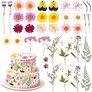 36PCS Real Dried Pressed Flowers Cake Toppers Natural Dried Wildflower Baby in Bloom Baby Shower Cake Toppers for Women Birthday Bridal Shower Wedding DIY Floral Party Decoration 36PCS Real Dried Pressed Flowers Cake Toppers Natural Dried Wildflower Baby in Bloom Baby Shower Cake Toppers for Women Birthday Bridal Shower Wedding DIY Floral Party Decoration