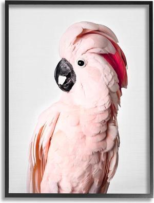 Stupell Industries Pink Cockatoo Photography Black Framed Giclee Art Design by Sisi and Seb
