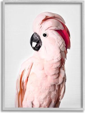 Stupell Industries Pink Cockatoo Photography Gray Framed Giclee Art Design by Sisi and Seb