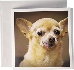 Toothless Chihuahua Dog, Santa Fe, Mexico - Greeting Card, 6 X 6 Inches, Single (Gc_92682_5)