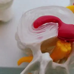1 Pcs Human Shoulder Joint Model,Accurate Shoulder Skeleton & 1 Pcs Human Anatomy Skeleton Spine 4-Stages Supplies