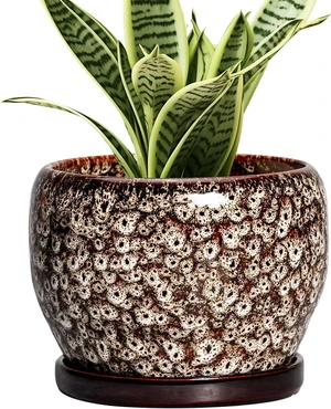 SQOWL Ceramic Plant Pots - 6 Inch Ceramic Planter for Indoor Outdoor, Small Flower Pots with Drainage Hole and Saucer, Decorative Round Planter, Home Office Decor, Plant Lover Gifts, White SQOWL Ceramic Plant Pots - 6 Inch Ceramic Planter for Indoor Outdoor, Small Flower Pots with Drainage Hole and Saucer, Decorative Round Planter, Home Office Decor, Plant Lover Gifts, White
