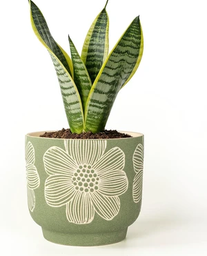 6 Inch Ceramic Plant Pots with Drainage Holes for Indoor Plants 6 Inch Ceramic Plant Pots with Drainage Holes for Indoor Plants