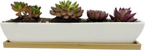 SeaStar Long Rectangular White Ceramic Succulent Planter Pot with Bamboo Tray,Perfect for displaying Succulent Arrangements on Desk, Window sill and Office Table. Plants not Included. SeaStar Long Rectangular White Ceramic Succulent Planter Pot with Bamboo Tray,Perfect for displaying Succulent Arrangements on Desk, Window sill and Office Table. Plants not Included.