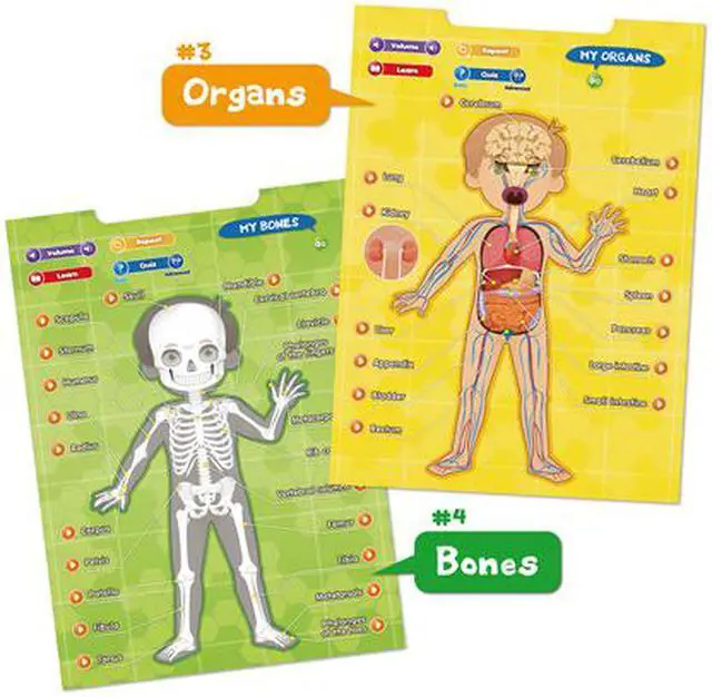 Alt view image 3 of 4 - BEST LEARNING i-Poster My Body - Interactive Educational Human Anatomy Talking Game Toy System to Learn Body Parts, Organs, Muscles and Bones for Kids Aged 5 to 12 Years Old
