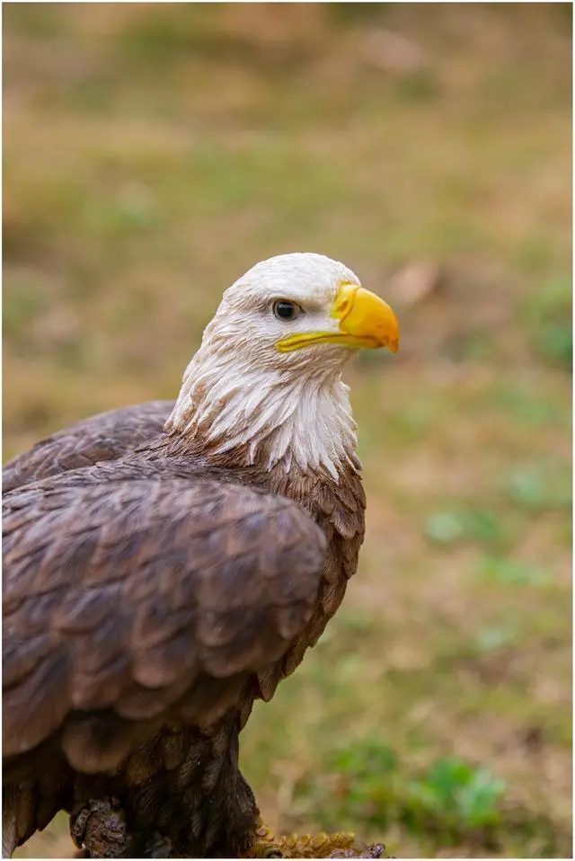 Alt view image 7 of 8 - Hi-Line Gift Motion Activated Singing Eagle