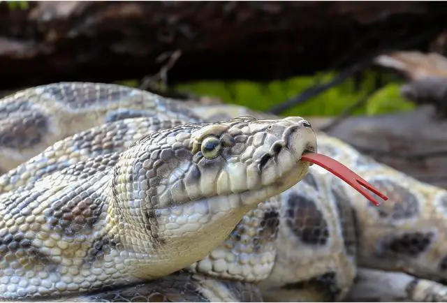 Alt view image 6 of 6 - Hi-Line Gift CurLED Up Python Statue