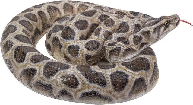 Main image of Hi-Line Gift CurLED Up Python Statue