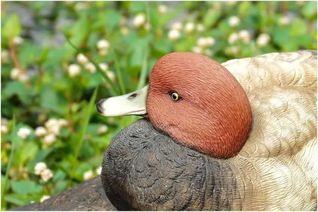 Alt view image 6 of 6 - Hi-Line Gift Mallard with Red Head
