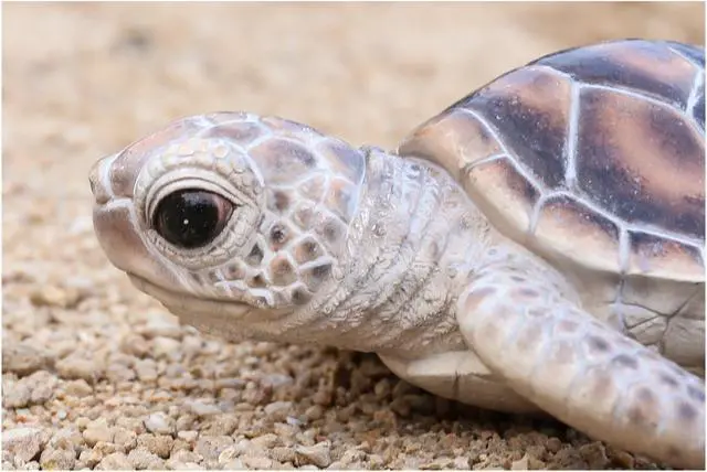 Alt view image 6 of 6 - Hi-Line Gift Small Sea Turtle