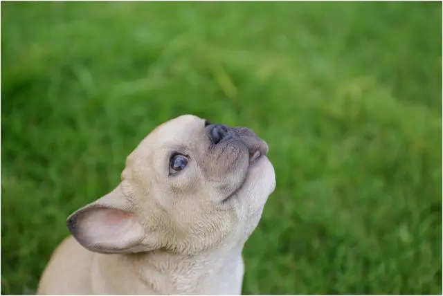 Alt view image 6 of 9 - Hi-Line Gift French Bulldog Puppy Howling