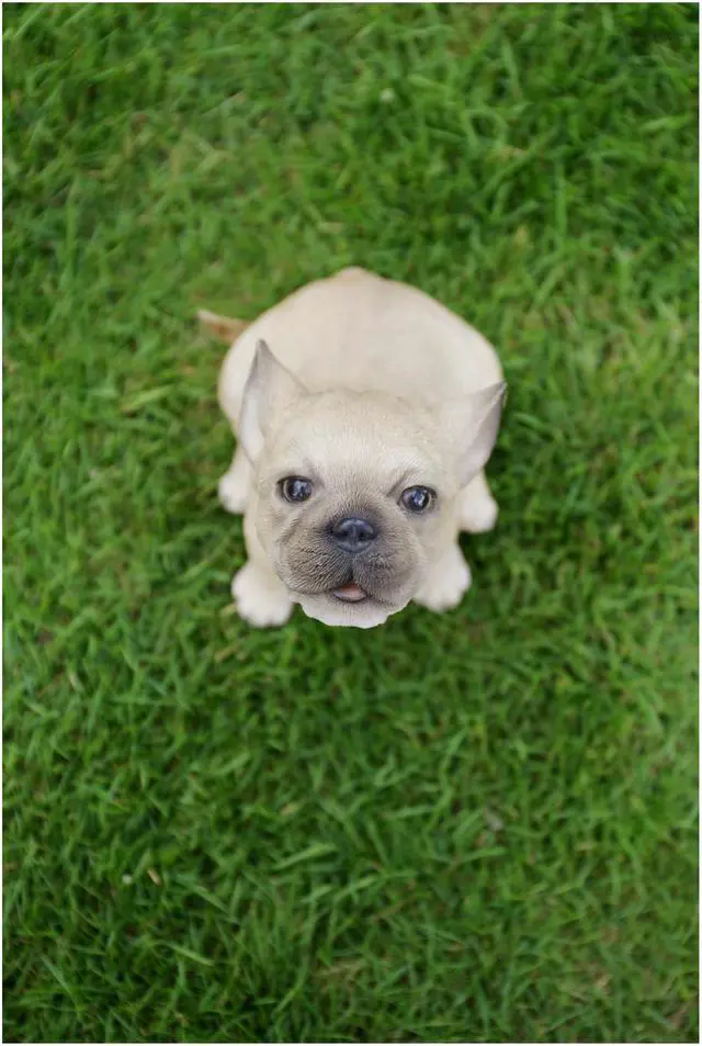 Alt view image 7 of 9 - Hi-Line Gift French Bulldog Puppy Howling