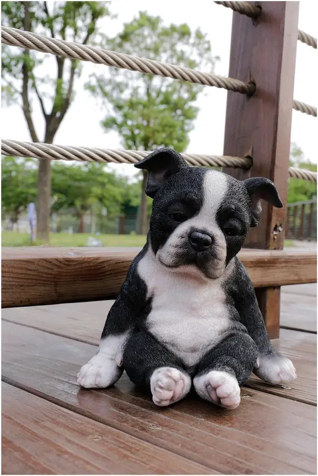 Alt view image 8 of 8 - Hi-Line Gift Sleepy Boston Terrier Puppy Statue Sitting