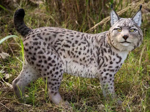 Main image of Hi-Line Gift Lynx Statue