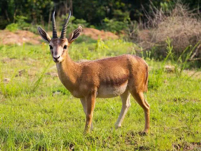 Main image of Hi-Line Gift Gazelle Statue