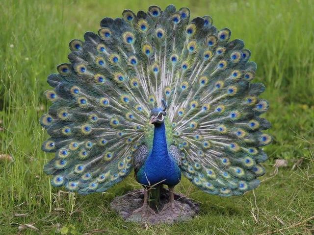 Main image of Hi-Line Gift Peacock with Feathers Out Statue