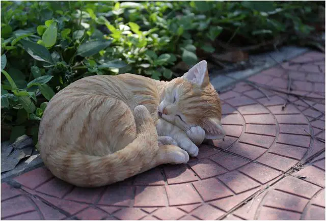 Alt view image 5 of 5 - Hi-Line Gift Orange Tabby Cat Sleeping Lying Down