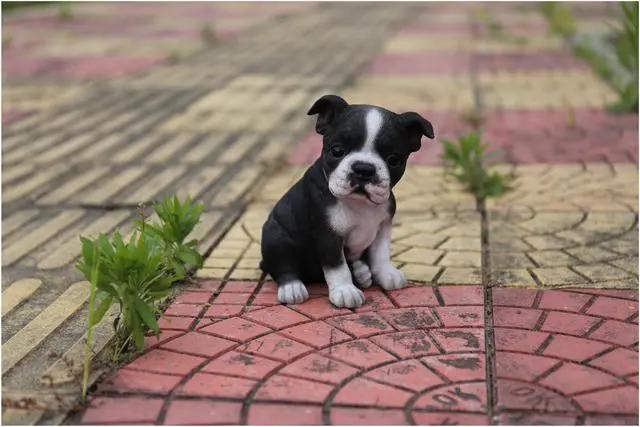 Alt view image 5 of 5 - Hi-Line Gift Boston Terrier Puppy Statue