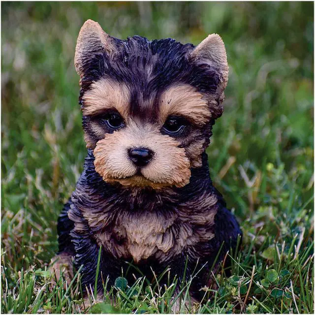 Alt view image 6 of 6 - Hi-Line Gift Yorkshire Terrier Puppy
