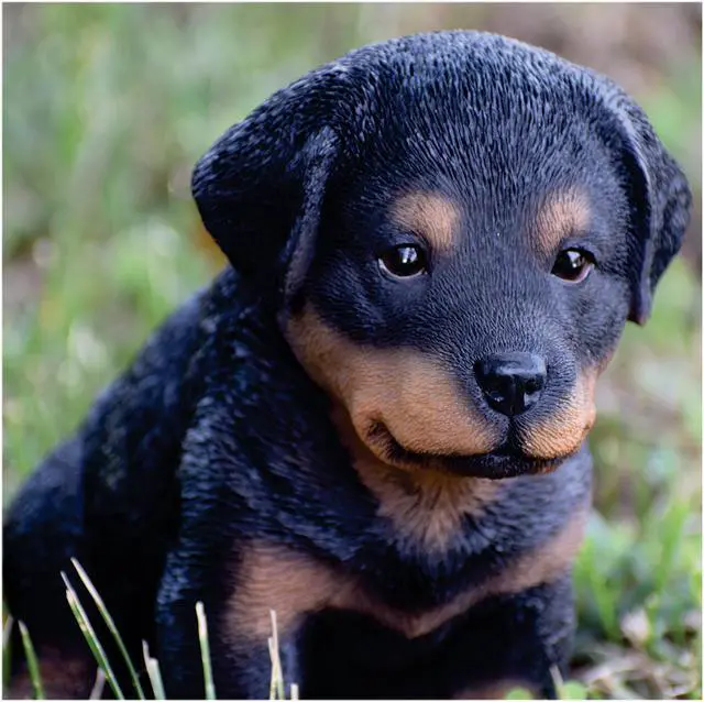 Alt view image 5 of 6 - Hi-Line Gift Rottweiler Puppy