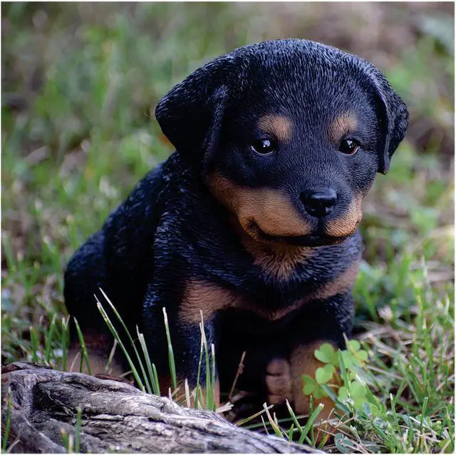 Alt view image 6 of 6 - Hi-Line Gift Rottweiler Puppy
