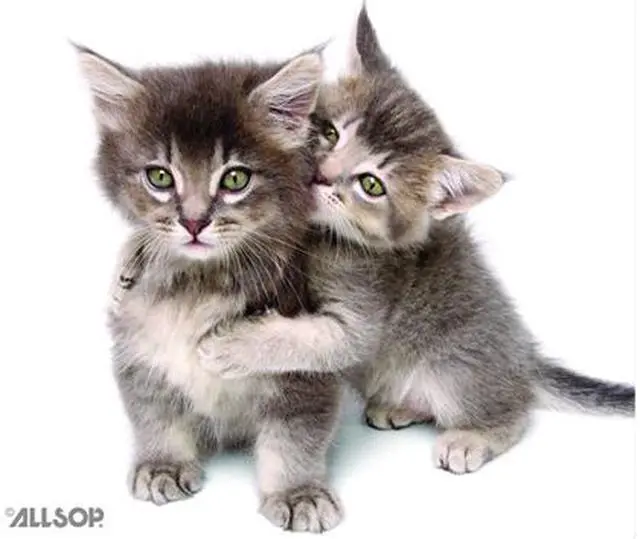 Main image of Allsop 30184 NatureSmart Mouse Pad (Kittens)