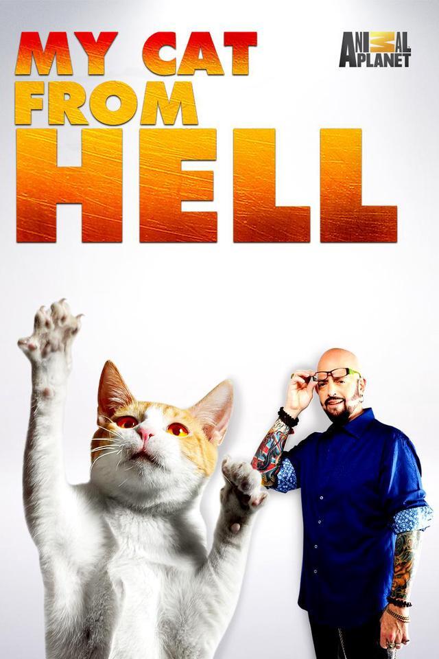 Main image of My Cat From Hell: Season 8 Episode 8 - Twinkle, Twinkle, Little Scar [SD] [Buy]