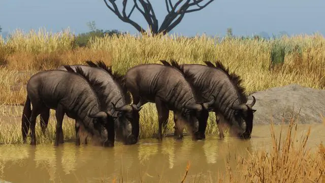 Alt view image 5 of 5 - Planet Zoo: Grasslands Animal Pack - PC [Steam Online Game Code]
