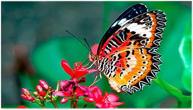 Main image of NEC UN462VA 46" Ultra Narrow Bezel Full HD LED LCD Commercial Display with USB/Micro SD Media Player, 500nit