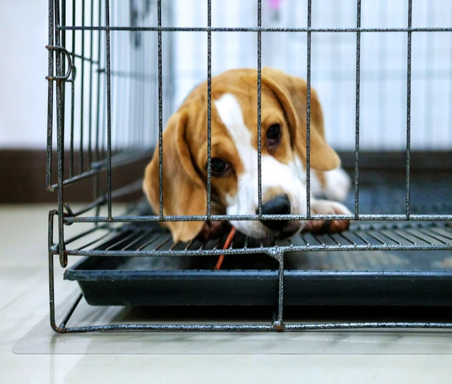 Main image of Floortex Indoor Floor Protection Pad P-Tex Polycarbonate Dog Crate Floor Protector - 48" x 53"